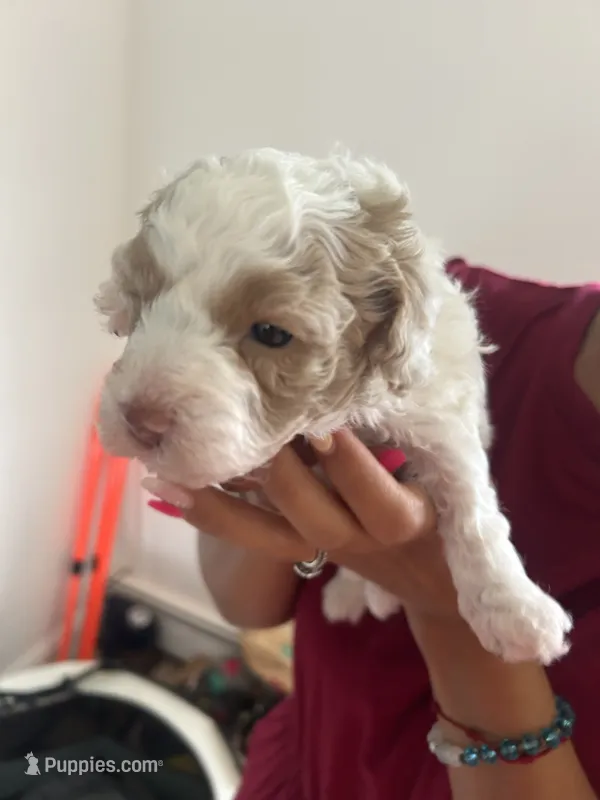 Angel – Poodle - Toy  puppy on hold in West Babylon, NY