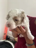 Angel, a female Poodle - Toy  for sale in West Babylon, NY – 1 of 4