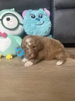 Maximus , a male Poodle - Toy  for sale in West Babylon, NY – 3 of 3
