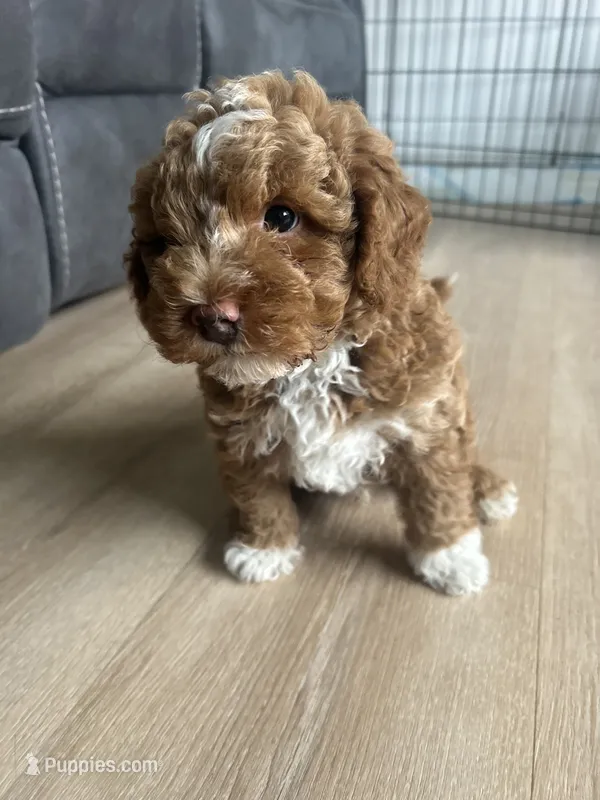 Maximus  – Poodle - Toy  puppy for sale in West Babylon, NY