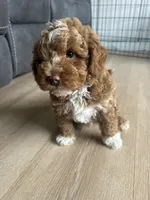 Maximus , a male Poodle - Toy  for sale in West Babylon, NY – 1 of 5