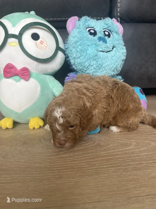 Maximus  – Poodle - Toy  puppy for sale in West Babylon, NY