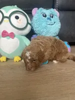 Maximus , a male Poodle - Toy  for sale in West Babylon, NY – 1 of 3