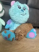Pleakley, a male Poodle - Toy  for sale in West Babylon, NY – 2 of 4