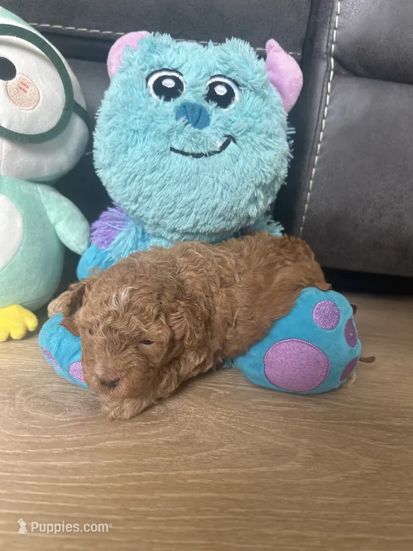 Pleakley – Poodle - Toy  puppy for sale in West Babylon, NY