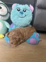 Pleakley, a male Poodle - Toy  for sale in West Babylon, NY – 1 of 4