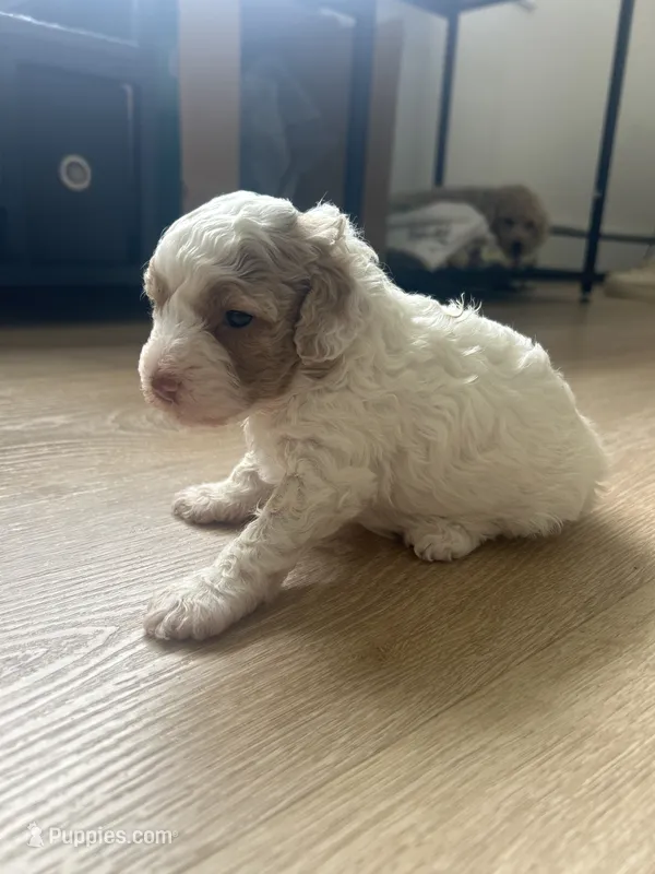 Angel – Poodle - Toy  puppy for sale in West Babylon, NY