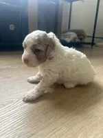 Angel, a female Poodle - Toy  for sale in West Babylon, NY – 1 of 4