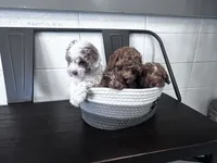 Angel, a female Poodle - Toy  for sale in West Babylon, NY – 4 of 4