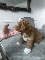 Maximus , a male Poodle - Toy  for sale in West Babylon, NY – 5 of 5
