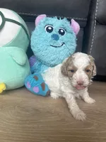 Angel, a female Poodle - Toy  for sale in West Babylon, NY – 4 of 4