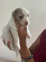 Angel, a female Poodle - Toy  for sale in West Babylon, NY – 3 of 4