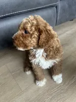 Maximus , a male Poodle - Toy  for sale in West Babylon, NY – 4 of 5