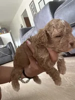 Pleakley, a male Poodle - Toy  for sale in West Babylon, NY – 4 of 4