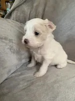 Sophie, a female Bichpoo and Poochon for sale in Coos Bay, OR – Photo 2 of 5