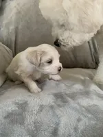 Sophie, a female Bichpoo and Poochon for sale in Coos Bay, OR – Photo 5 of 5