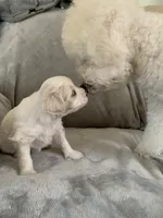 Sophie, a female Bichpoo and Poochon for sale in Coos Bay, OR – Photo 3 of 5