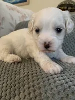 Pearl, a female Bichpoo and Poochon for sale in Coos Bay, OR – Photo 1 of 6