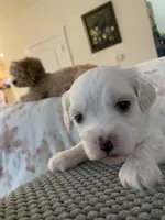 Pearl, a female Bichpoo and Poochon for sale in Coos Bay, OR – Photo 3 of 6