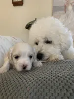 Pearl, a female Bichpoo and Poochon for sale in Coos Bay, OR – Photo 4 of 6
