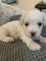Pearl, a female Bichpoo and Poochon for sale in Coos Bay, OR – Photo 5 of 6