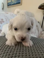 Pearl, a female Bichpoo and Poochon for sale in Coos Bay, OR – Photo 6 of 6