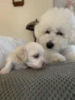 Pearl, a female Bichpoo and Poochon for sale in Coos Bay, OR – Photo 2 of 6