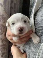 Cuddles, a male Bichpoo and Poochon for sale in Coos Bay, OR – Photo 4 of 4