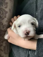 Cuddles, a male Bichpoo and Poochon for sale in Coos Bay, OR – Photo 1 of 4