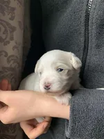 Cuddles, a male Bichpoo and Poochon for sale in Coos Bay, OR – Photo 3 of 4