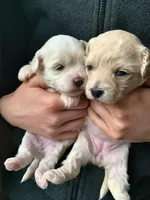 Praline, a female Bichpoo and Poochon for sale in Coos Bay, OR – Photo 3 of 5