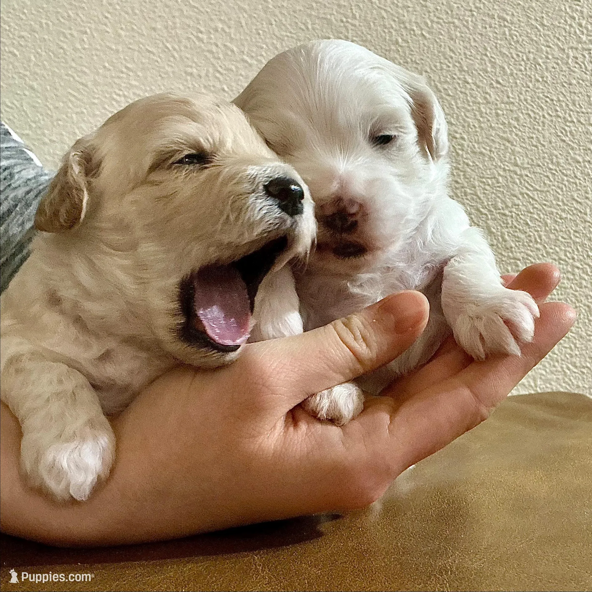 Praline, a female Bichpoo and Poochon for sale in Coos Bay, OR – Photo 5 of 5