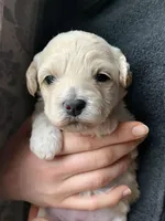Praline, a female Bichpoo and Poochon for sale in Coos Bay, OR – Photo 2 of 5