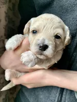Praline, a female Bichpoo and Poochon for sale in Coos Bay, OR – Photo 1 of 5