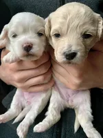 Praline, a female Bichpoo and Poochon for sale in Coos Bay, OR – Photo 4 of 5