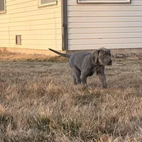 Blue boy, a male Great Dane for sale in Olathe, CO – Photo 6 of 9