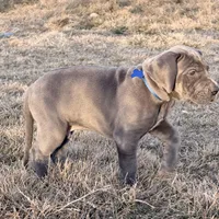 Blue boy, a male Great Dane for sale in Olathe, CO – Photo 9 of 9