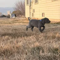 Blue boy, a male Great Dane for sale in Olathe, CO – Photo 7 of 9