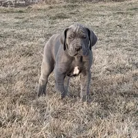 Blue boy, a male Great Dane for sale in Olathe, CO – Photo 5 of 9