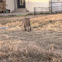 Blue boy, a male Great Dane for sale in Olathe, CO – Photo 8 of 9