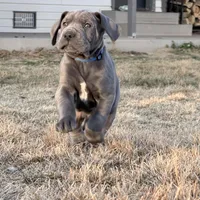 Blue boy, a male Great Dane for sale in Olathe, CO – Photo 2 of 9