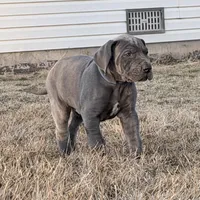 Blue boy, a male Great Dane for sale in Olathe, CO – Photo 4 of 9