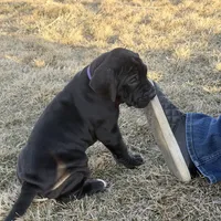 Purplegirl, a female Great Dane for sale in Olathe, CO – Photo 4 of 6