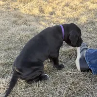 Purplegirl, a female Great Dane for sale in Olathe, CO – Photo 6 of 6