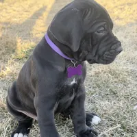 Purplegirl, a female Great Dane for sale in Olathe, CO – Photo 2 of 6