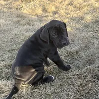 Purplegirl, a female Great Dane for sale in Olathe, CO – Photo 5 of 6