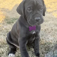 Purplegirl, a female Great Dane for sale in Olathe, CO – Photo 1 of 6