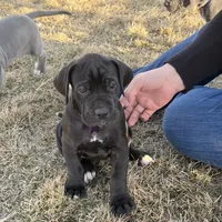 Purplegirl, a female Great Dane for sale in Olathe, CO – Photo 3 of 6