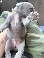 Yellow girl, a female Great Dane for sale in Olathe, CO – Photo 8 of 8