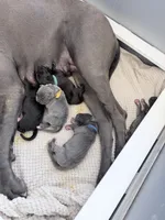 Yellow girl, a female Great Dane for sale in Olathe, CO – Photo 7 of 8